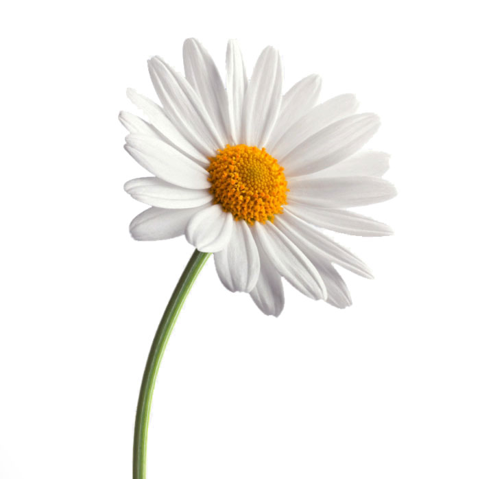 شاخه گل مارگریت